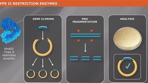 neb digestion.
